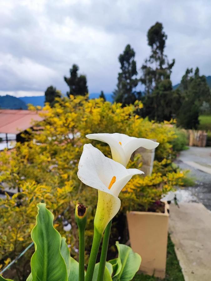 Y Lujosos Magica Luna Manizales Villamaría